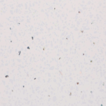 White Sparkle (2400x1000x10mm) Wall Panel